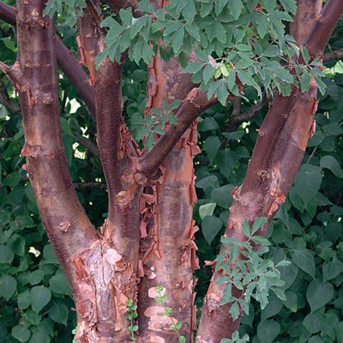Acer griseum cinnamon-maple