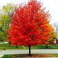 Acer Rubrum Red Maple