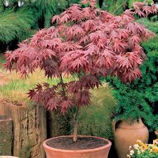 Acer palmatum Red fan maple