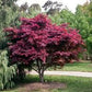 Acer palmatum Red fan maple