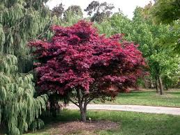 Acer palmatum Red fan maple