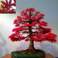 Acer palmatum Red fan maple