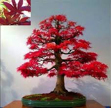Acer palmatum Red fan maple