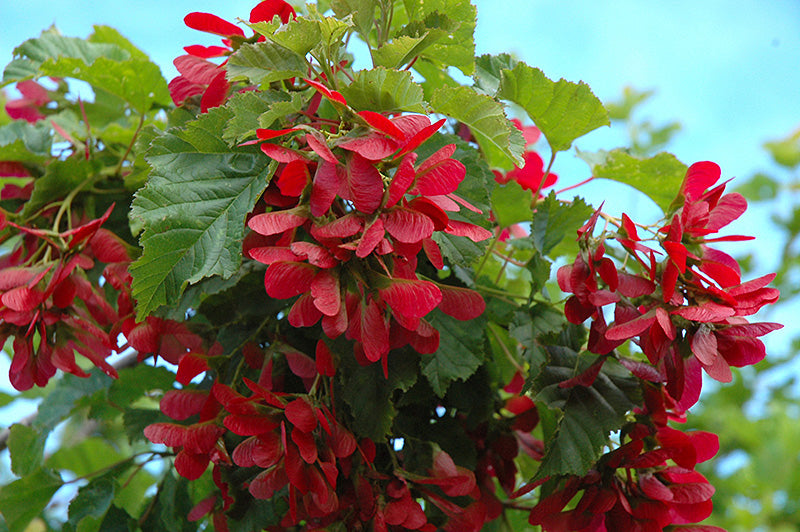 Acer Tartaricum Fire Maple