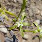 Adenia isaloensis