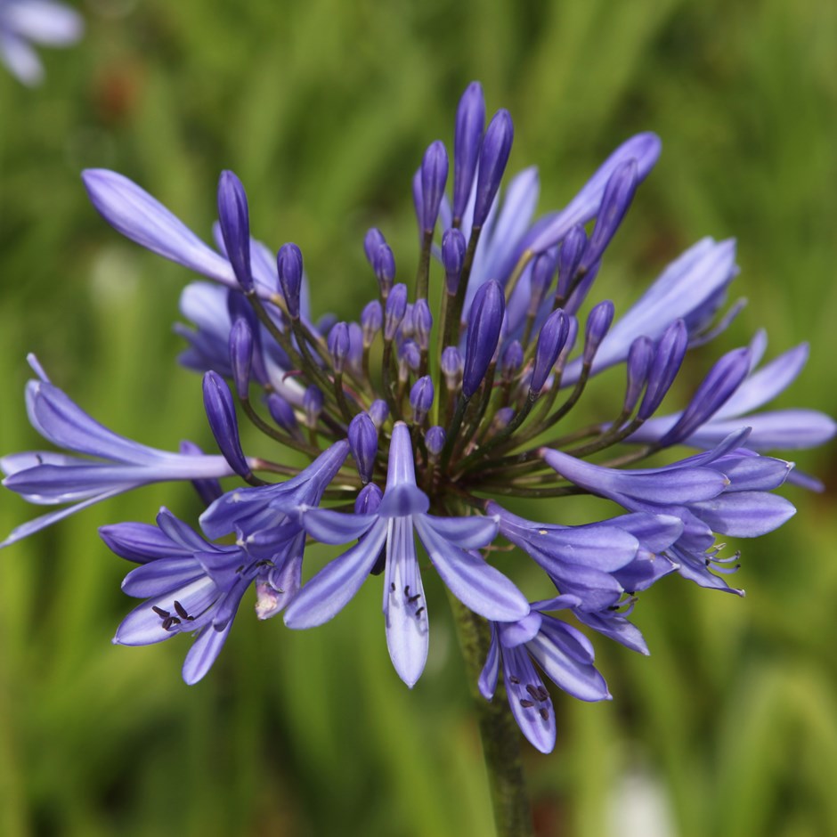 Agapanthus africanus lily