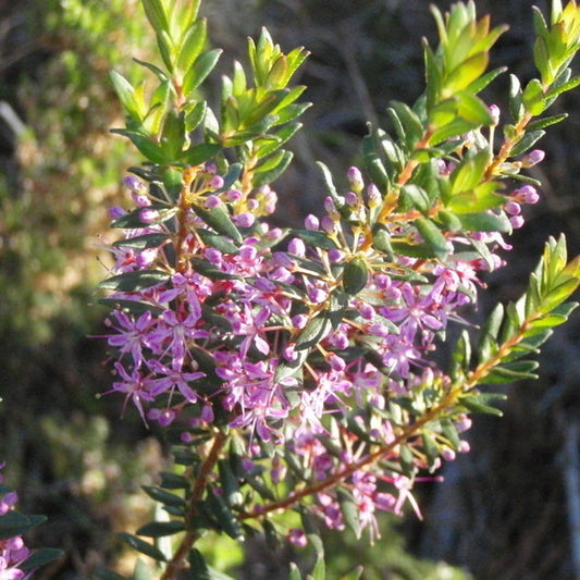 Agathosma ovata False Buchu