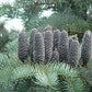 Abies concolor glauca silver fir