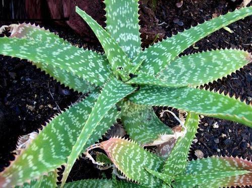 Aloe zebrina