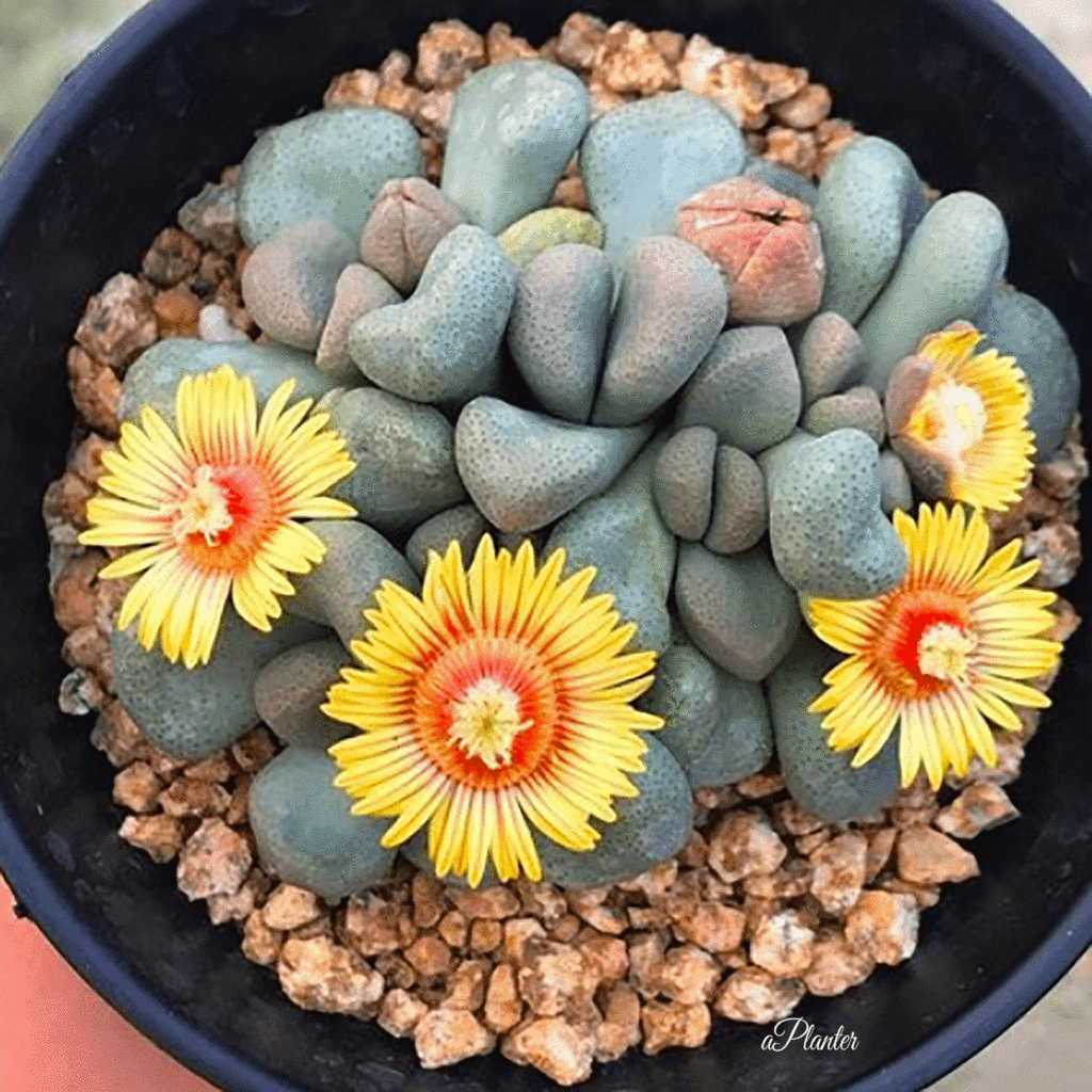 Aloinopsis schooneesii