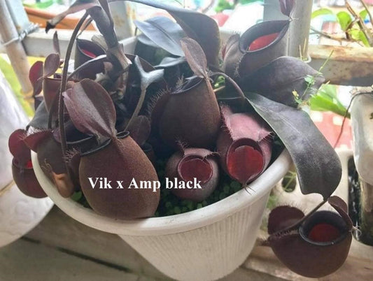Nepenthes Vik x Black Amp