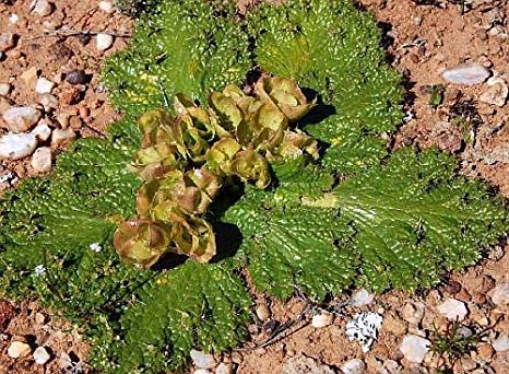 Arctopus monacanthus - Poxthorn