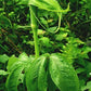 Arisaema tortuosum Cobra lily