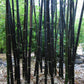 Bambusa lako black bamboo