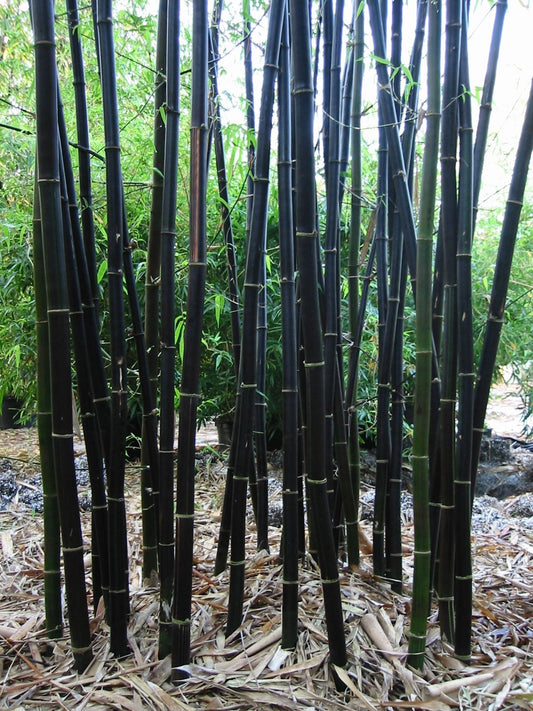 Bambusa lako black bamboo