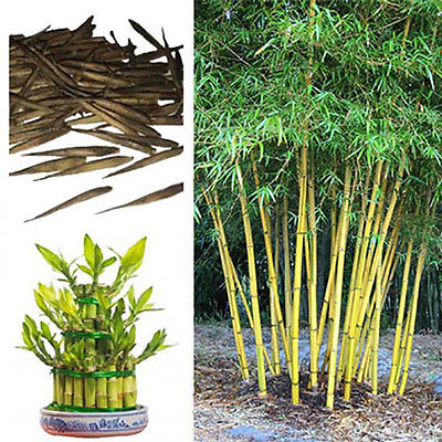 Bambusa nutans Nepal bamboo