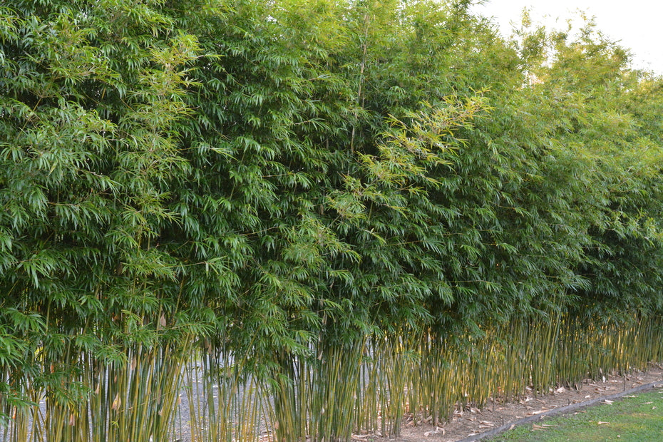 Bambusa textilis Blue bamboo