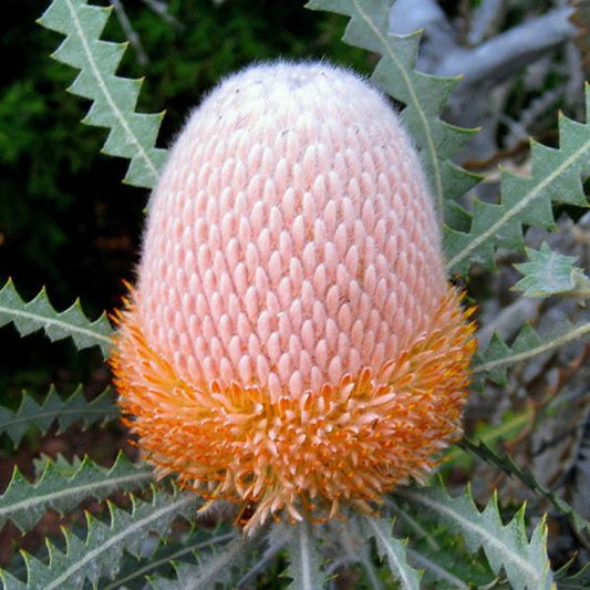 Banksia hookeriana