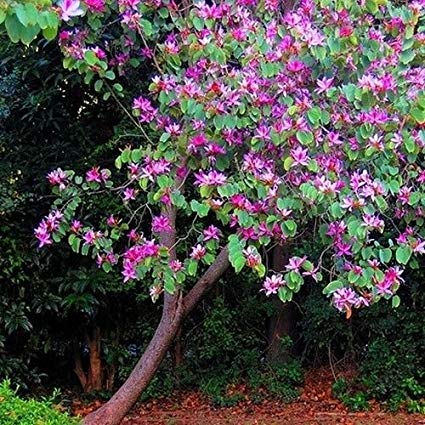 Bauhinia purpurea purple orchid tree