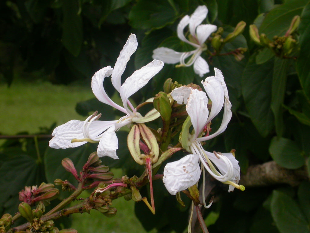 Bauhinia petersiana Large white