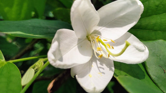 Bauhinia Acuminata - Snowy tree orchid