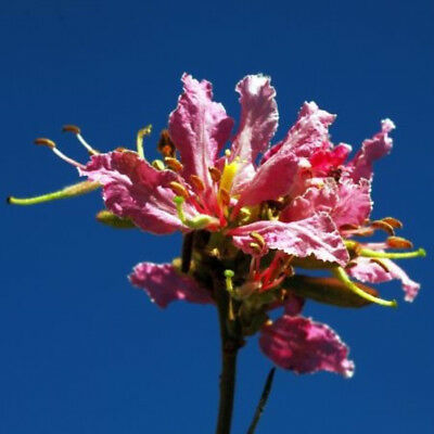 Bauhinia urbaniana