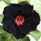 Adenium Obesum Black Swamp ( Desert Rose )