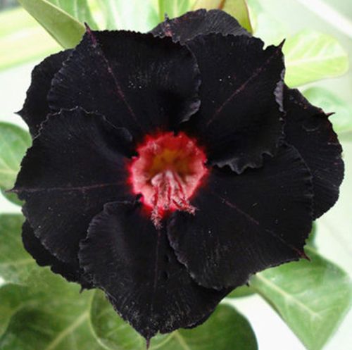 Adenium Obesum Black Swamp ( Desert Rose )