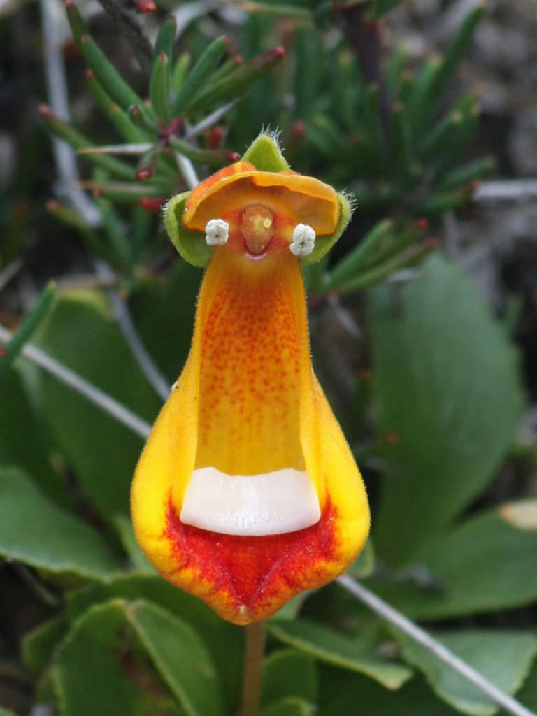 Calceolaria uniflora Darwins slippers