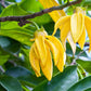 Cananga odorata-ylang ylang