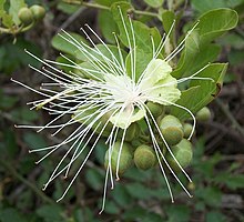 Capparis Tomentosa