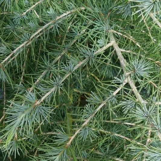 Cedrus deodara Himalayan