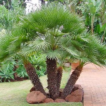 Chamaerops humilis European Fan Palm, Mediterranean Fan Palm