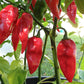 Chili Devils Tongue Red