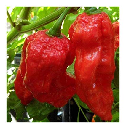 Chili King Naga