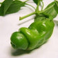 Chilli Peter Pepper green
