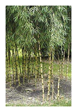 Chusquea culeou hardy bamboo