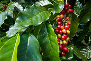 Coffea arabica