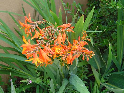 Crocosmia aurea