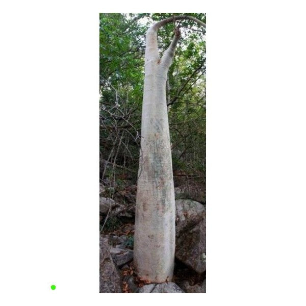 Cyphostemma roseiglandulosum Giant Caudex