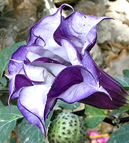 Datura metel purple