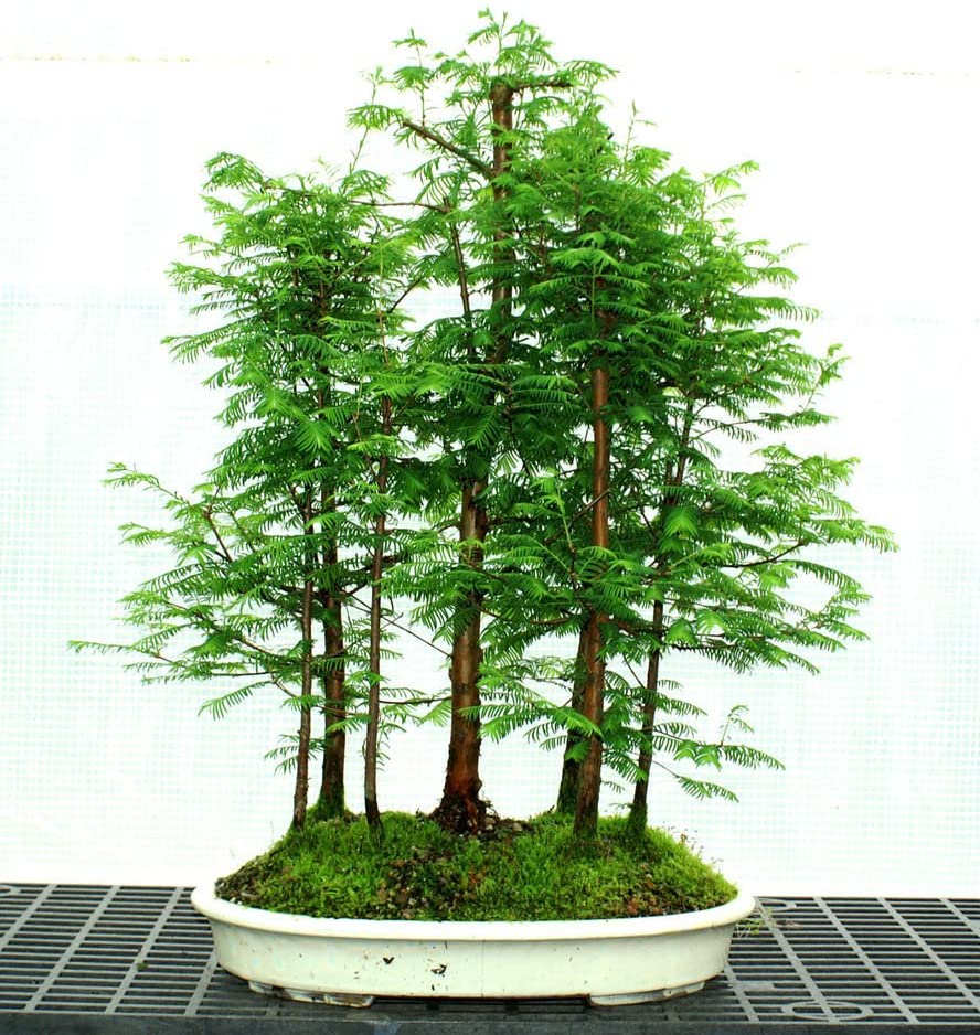 Metasequoia glyptostroboides, the dawn redwood