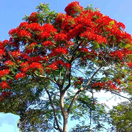 Delonix regia – The Exotic Seed Emporium