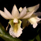 Dendrobium oligophyllum orchid