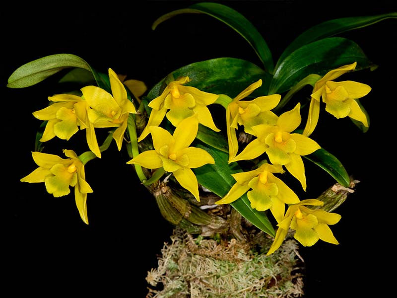 Dendrobium trigonopus orchid