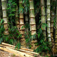 Dendrocalamus asper giant Bamboo