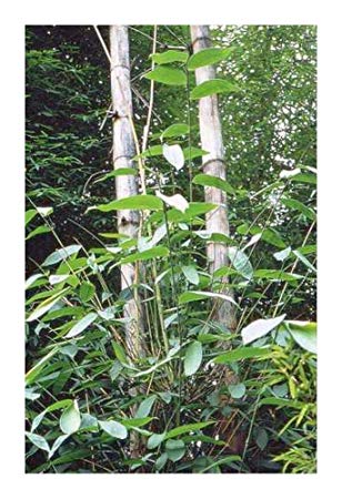 Dendrocalamus yunnanensis