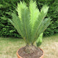 Dioon edule