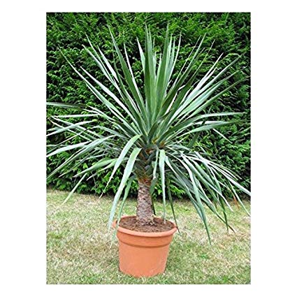 Dracaena draco – Dragon Tree