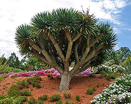 Dracaena draco – Dragon Tree